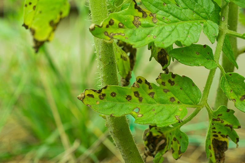 A close up horizontal image of the leaves of a tomato plant suffering from a disease called Septoria, pictured on a soft focus green background.