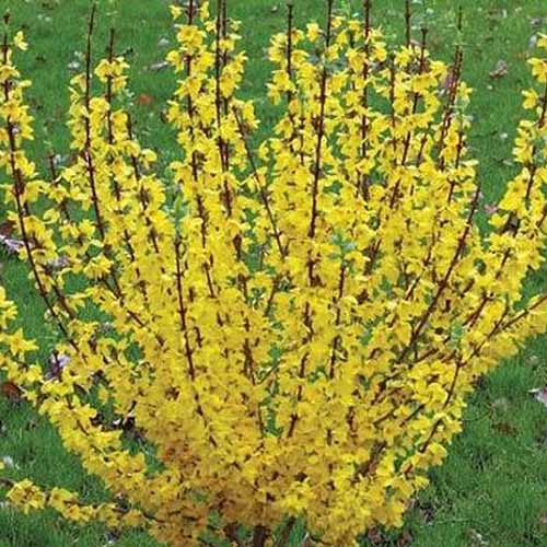 A square image of a yellow 'Show Off' forsythia in full bloom in the spring garden.