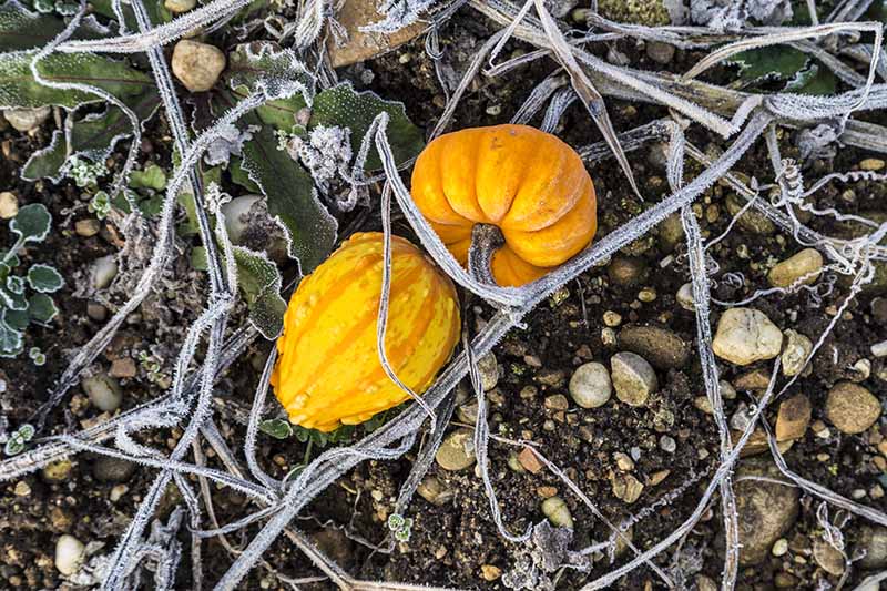 A close up horizontal image of two small orange gourds on the frosty ground attached to the vine.