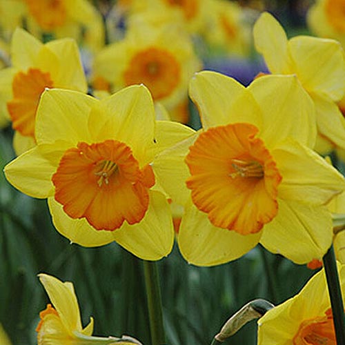 A close up square image of yellow and orange 'Smiling Maestro' daffodil growing in the garden.