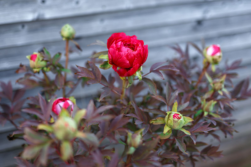 A close up horizontal image of a red flower with reddish-brown foliage with a wooden fence in soft focus in the background.
