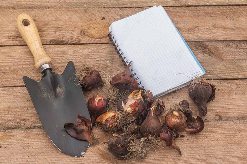 A close up top down horizontal image of a small notebook, a gardening trowel, and spring bulbs set on a wooden surface.