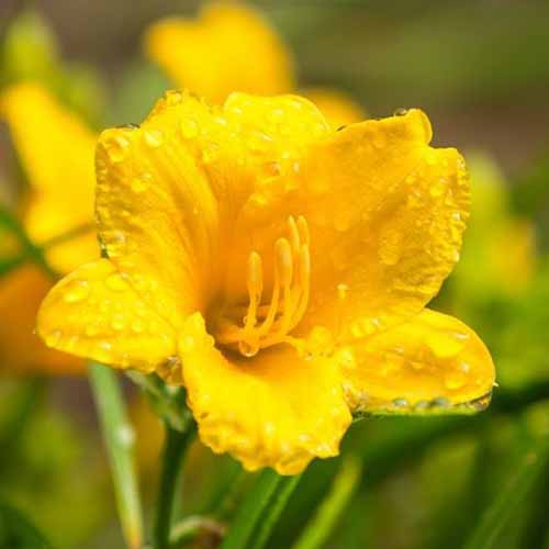 A close up square image of a yellow 'Stella de Oro' lily growing in the garden pictured on a soft focus background.