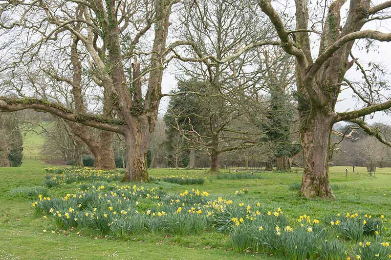 A horizontal image of a parkland setting of large trees with naturalized daffodils growing in the grass.