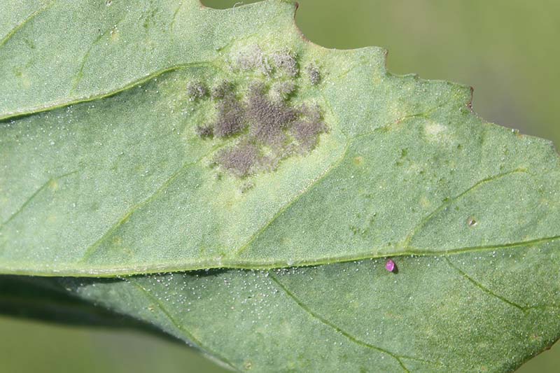 A close up horizontal image of a leaf suffering from downy mildew, a disease caused by a water mold.