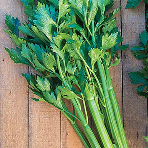 RHS Award Winner! Celery Plants Celebrity 6 X Medium Plugs