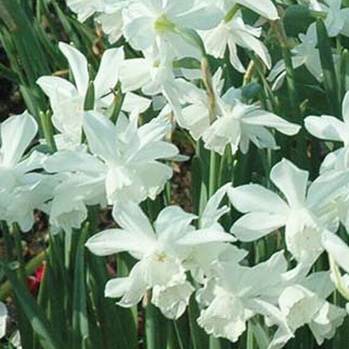 A close up square image of the delicate white flowers of the daffodil variety 'Thalia' growing in the garden.