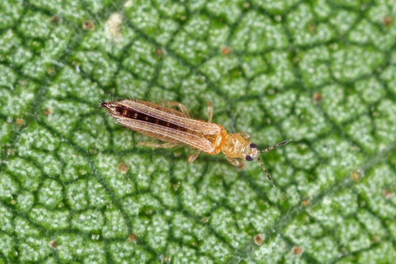 A close up horizontal image of a small thrip, a garden pest, pictured on a green leaf.
