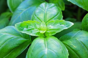 Keeping Basil When It Gets Chilly: Fall and Winter Growing Tips