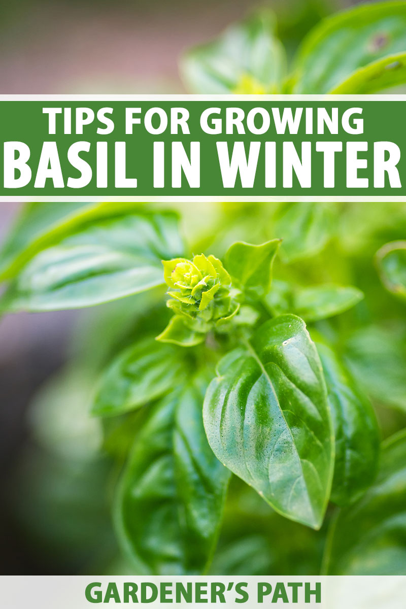 A close up vertical image of a basil plant growing indoors during the winter months pictured on a soft focus background. To the top and bottom of the frame is green and white printed text.