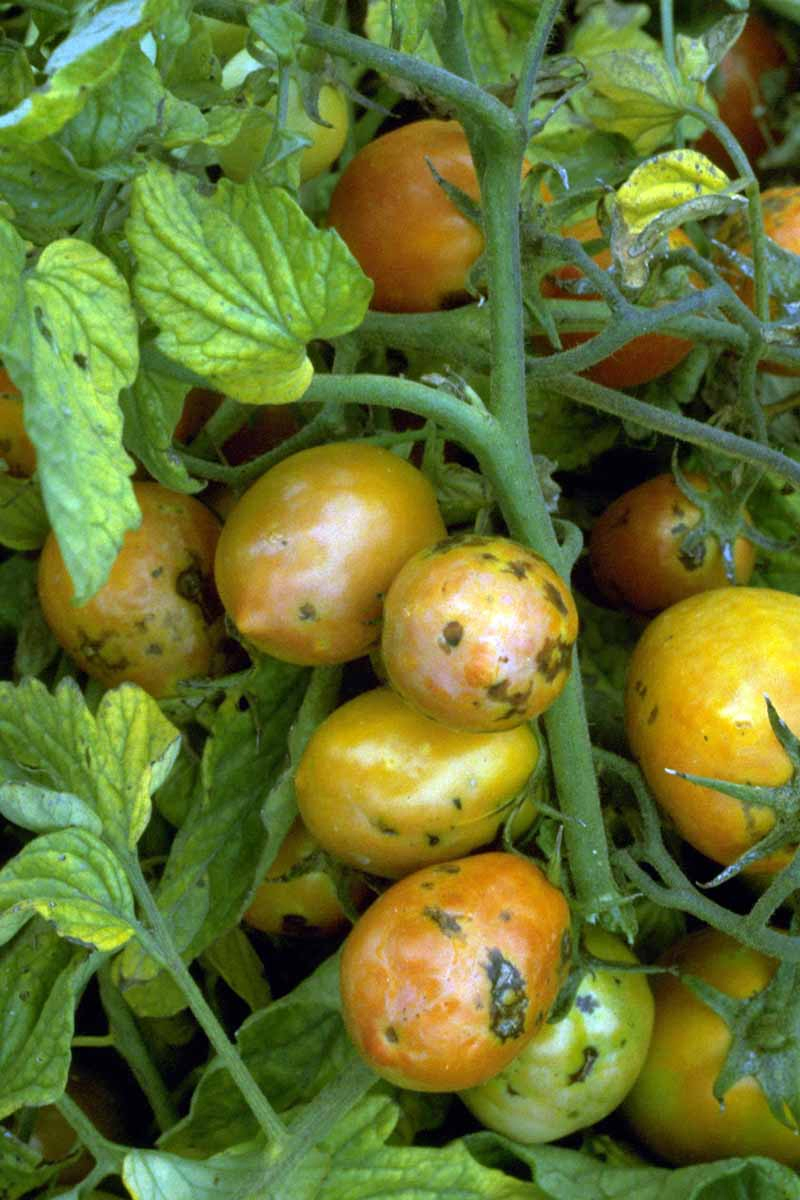 A close up vertical image of a tomato plant suffering from spotted wilt virus affecting both the leaves and the fruit.