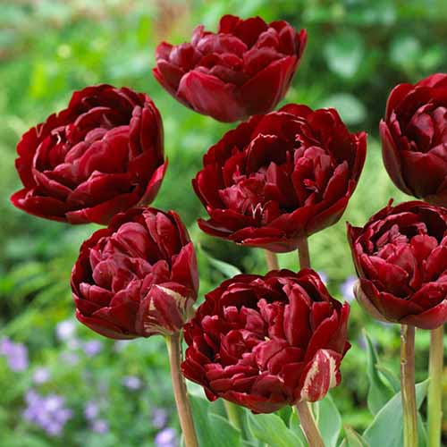 A close up square image of dark red 'Tom's Favorite' peony tulips growing in the garden in light sunshine with foliage in soft focus in the background.