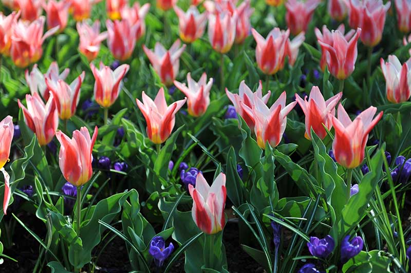 A close up horizontal image of delicate Kaufmanniana tulips growing in the garden with small blue flowers interspersed around them, pictured in bright sunshine.
