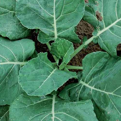 A close up square image of 'Vates' collard greens growing in the garden.