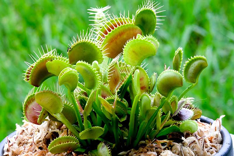 A close up horizontal image of the carnivorous venus flytrap plant growing in a pot, pictured on a soft focus background.