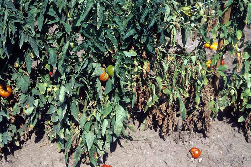 A close up horizontal image of tomato plants growing in the garden suffering from Verticillium wilt.
