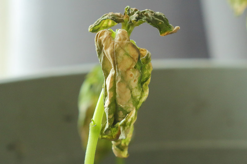 A close up horizontal image of a small seedling that has died from an infection of Verticillium wilt pictured on a soft focus background.