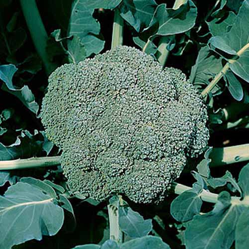 A close up square image of 'Waltham 29' broccoli growing in the garden with a large, mature head ready for harvest, pictured in bright sunshine.