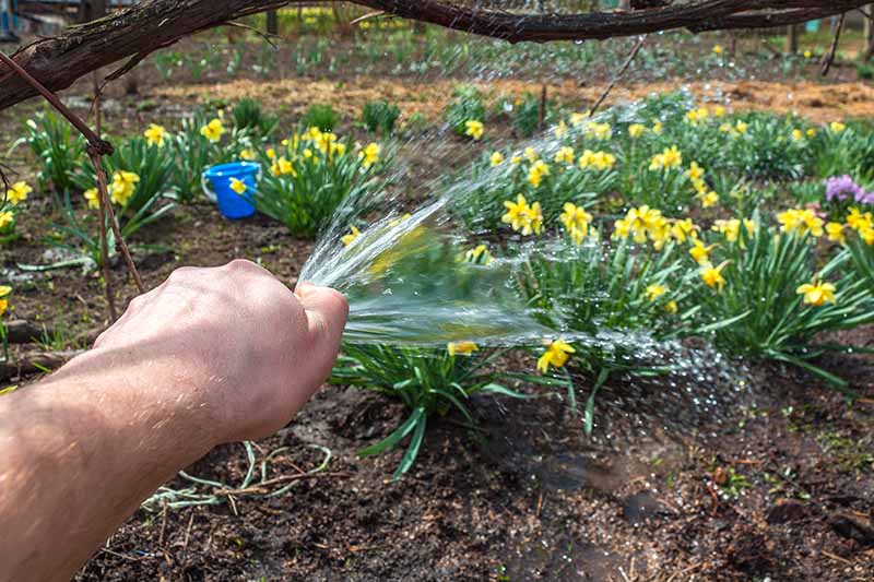 A close up horizontal image of a hand from the left of the frame holding a hose and watering flowers in the garden.