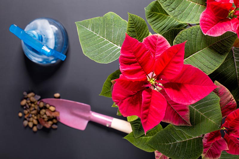 A close up top down horizontal image of a Christmas flower to the right of the frame with a spray bottle and pink trowel to the left set on a dark gray surface.