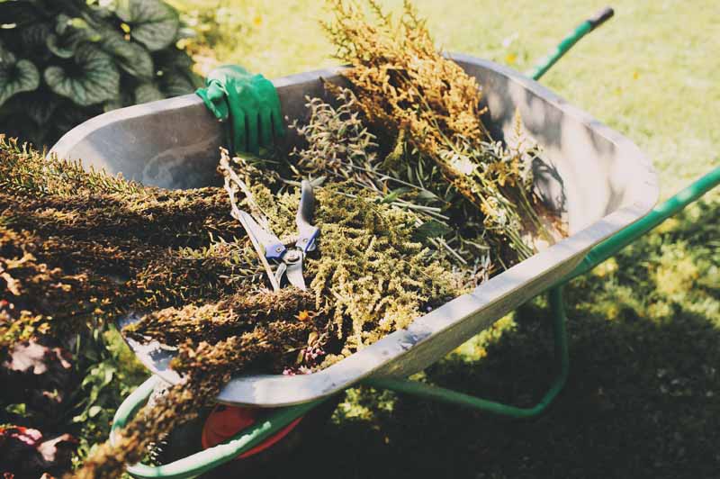 A close up horizontal image of a wheelbarrow full of cutback perennials with a pair of pruning shears and gloves, pictured in bright sunshine with lawn in the background.