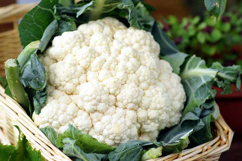 A close up horizontal image of a freshly harvested head of cauliflower with the foliage trimmed, set in a wicker basket.