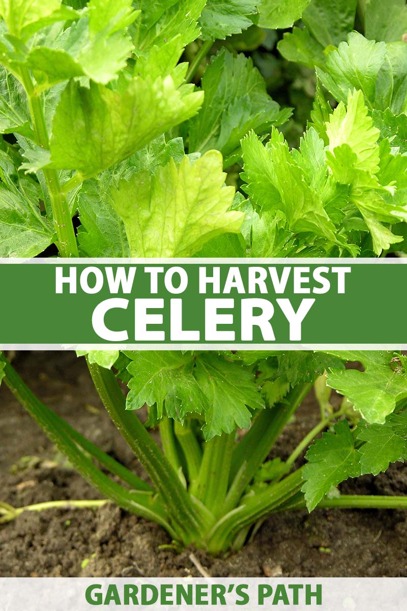 A close up vertical image of celery growing in the garden with bright green foliage and dark green stalks, with soil in soft focus in the background. To the center and bottom of the frame is green and white printed text.