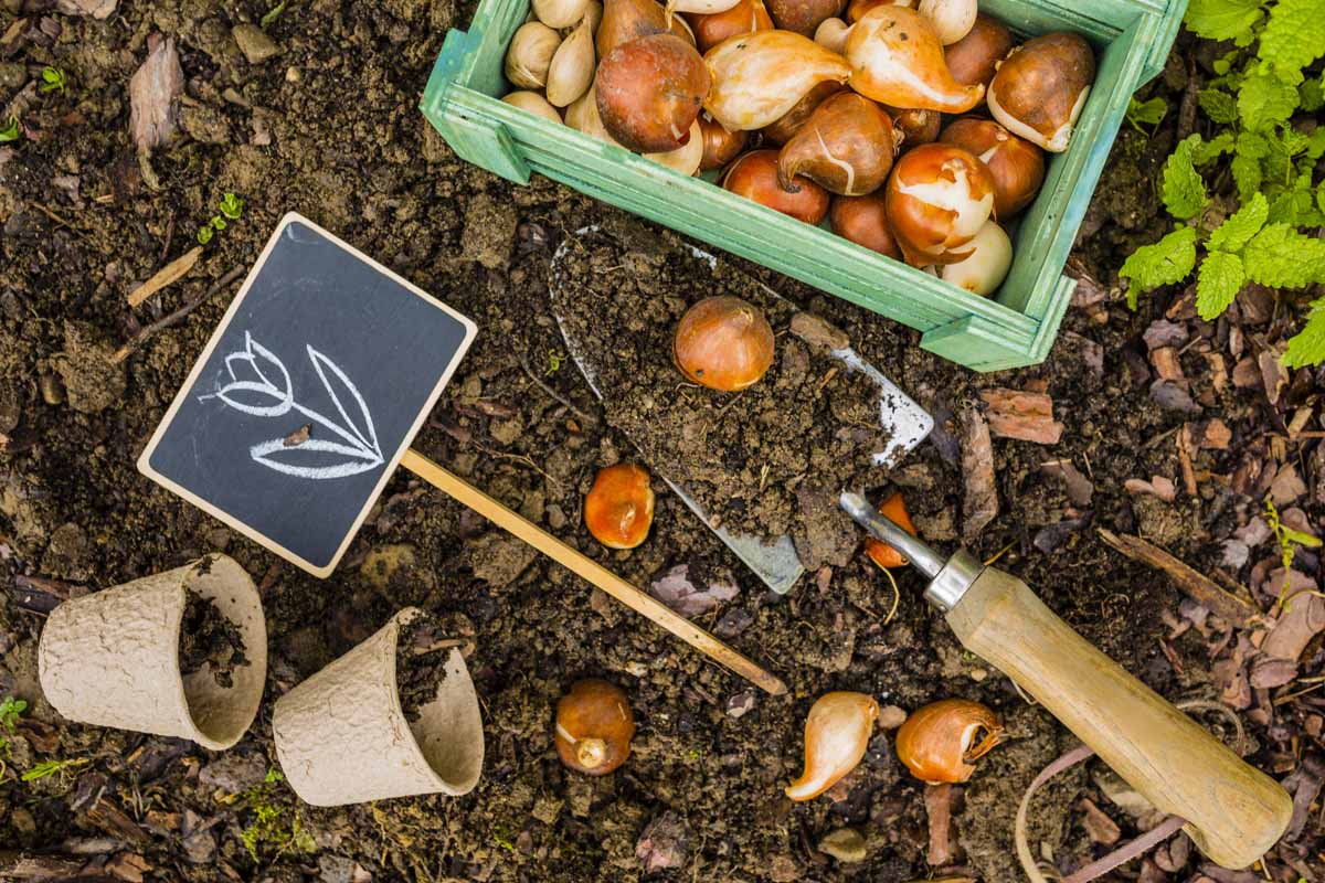 A close up horizontal image of a garden trowel set on the ground with a box of spring-flowering bulbs to the top of the frame.