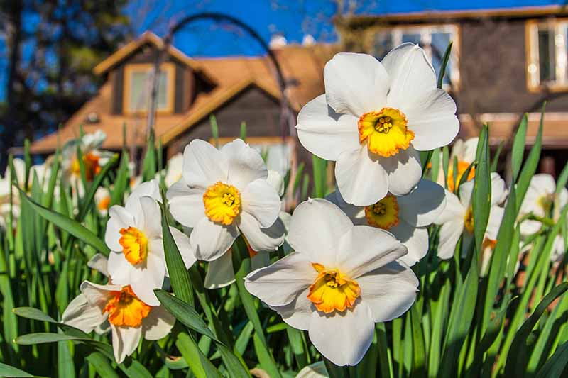 A close up horizontal image of white and yellow flowers growing in the garden with a house in soft focus on a blue sky background.
