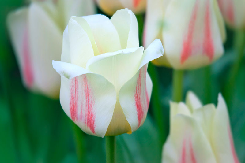 A close up horizontal image of a white and pink Greigii tulip growing in the garden with flowers in soft focus in the background.