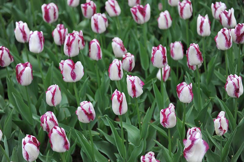 A close up horizontal image of delicate purple and white Triumph tulips growing in the garden, surrounded by foliage.