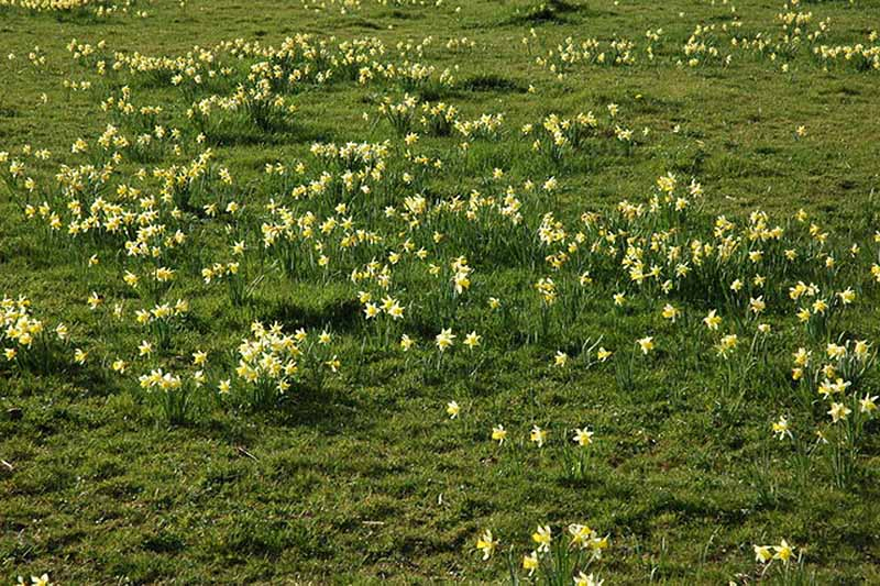 A horizontal image of naturalized narcissus flowers growing wild in a large field.