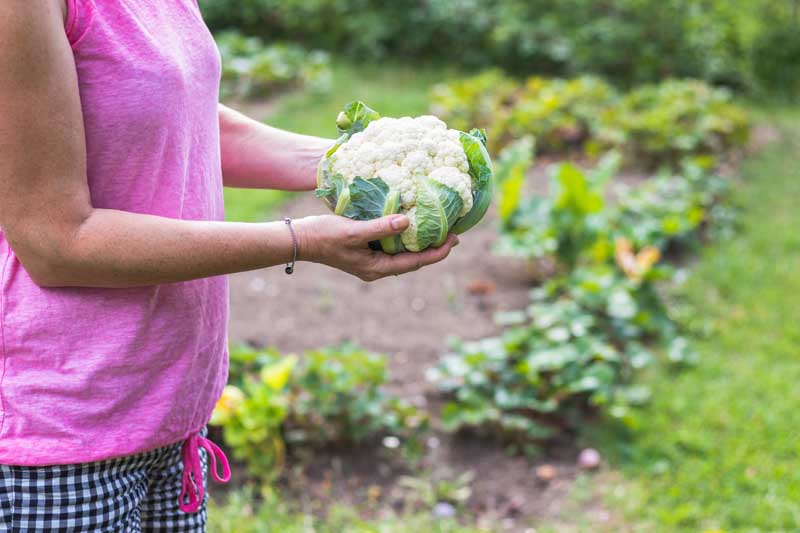 A close up horizontal image of a woman standing in the garden holding a freshly harvested cauliflower head, pictured on a soft focus background.