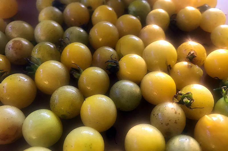A close up horizontal image of freshly harvested yellow cherry tomatoes ready to place in the freezer.