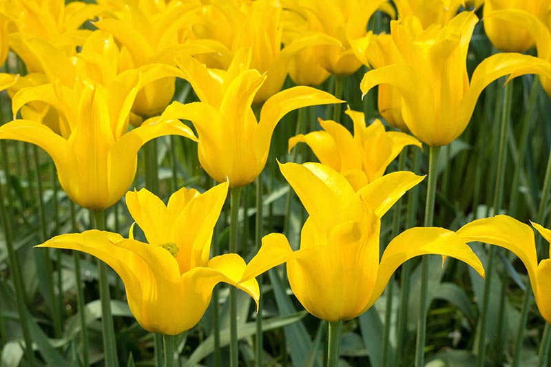 A close up horizontal image of yellow Lily-Flowered tulips growing in the garden in light sunshine.