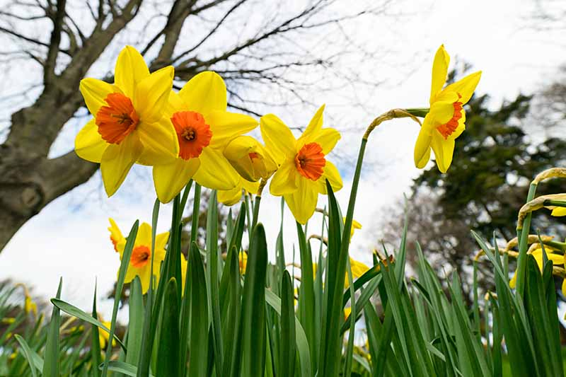 A close up horizontal image taken from ground level of yellow and orange narcissus flowers growing in the spring garden with trees and a clouded sky in soft focus in the background.