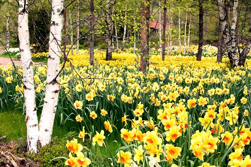 A horizontal image of a woodland setting with large swaths of yellow and orange narcissus growing underneath the trees.