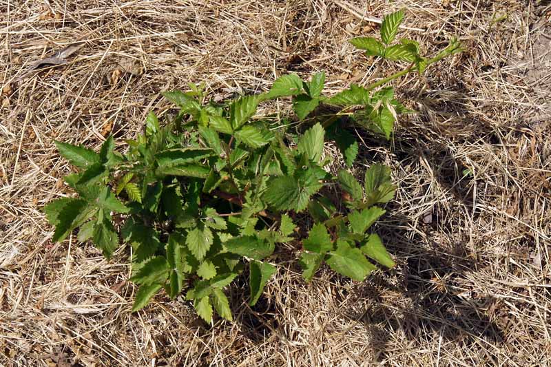 A close up horizontal image of a young bramble bush surrounded by straw mulch.