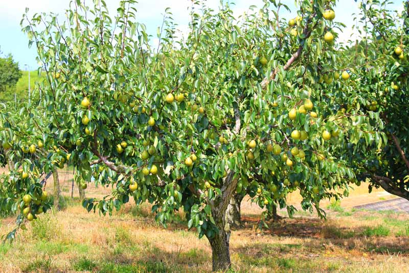 How long does an pear tree take to grow fruit