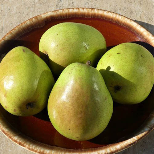 A close up square image of four Pyrus communis 'Anjou' fruit set in a ceramic bowl pictured in bright sunshine.