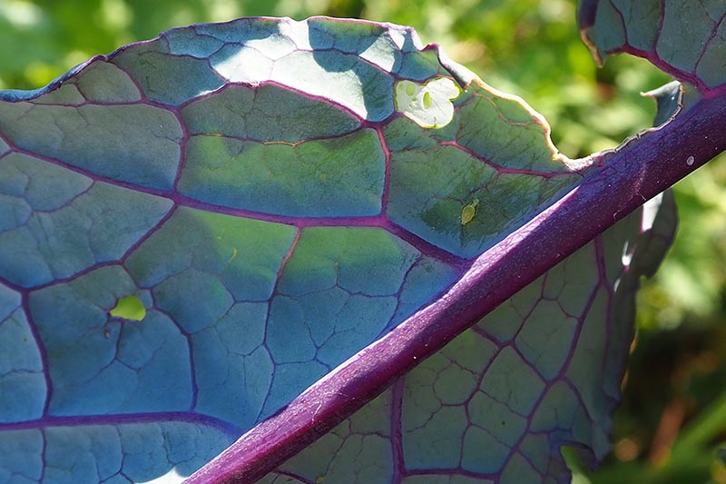 A close up horizontal image of the leaf of a dinosaur kale plant suffering from an infestation of pests that has caused holes to appear in the leaves, pictured in light filtered sunshine.