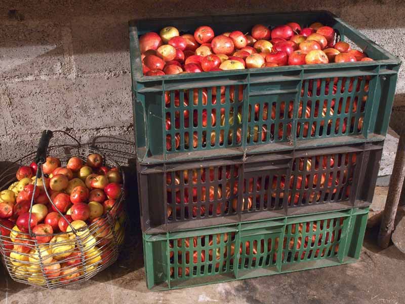 A close up horizontal image of freshly harvested fruit set in plastic containers in a cellar.