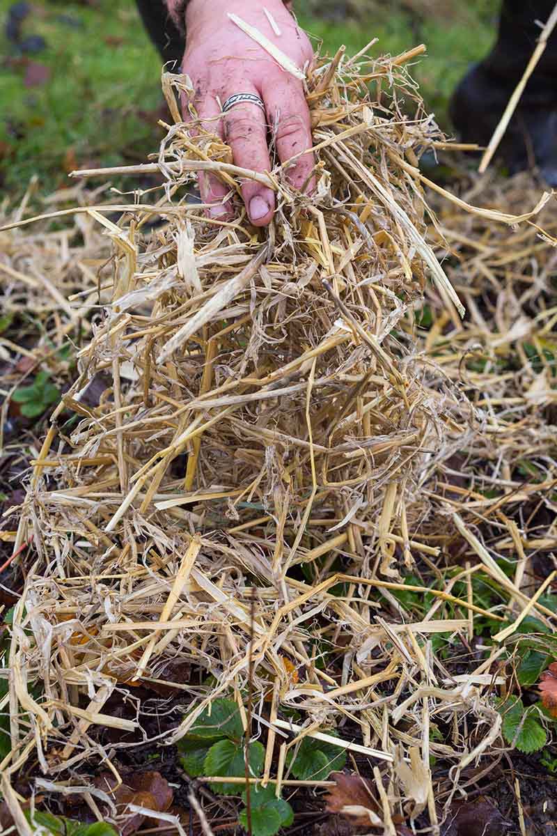 A close up vertical image of a hand applying a barley straw mulch to plants to protect from winter frost.