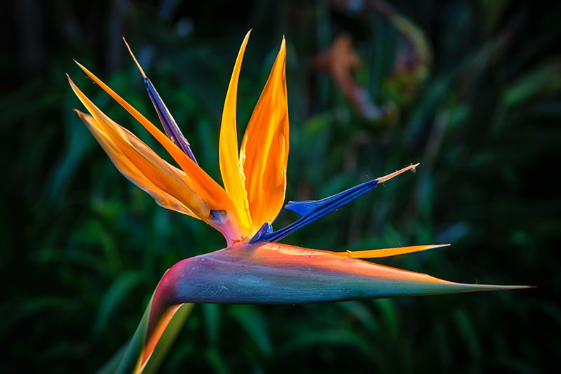 A close up horizontal image of a Strelitzia reginae bloom pictured in bright sunshine on a soft focus background.