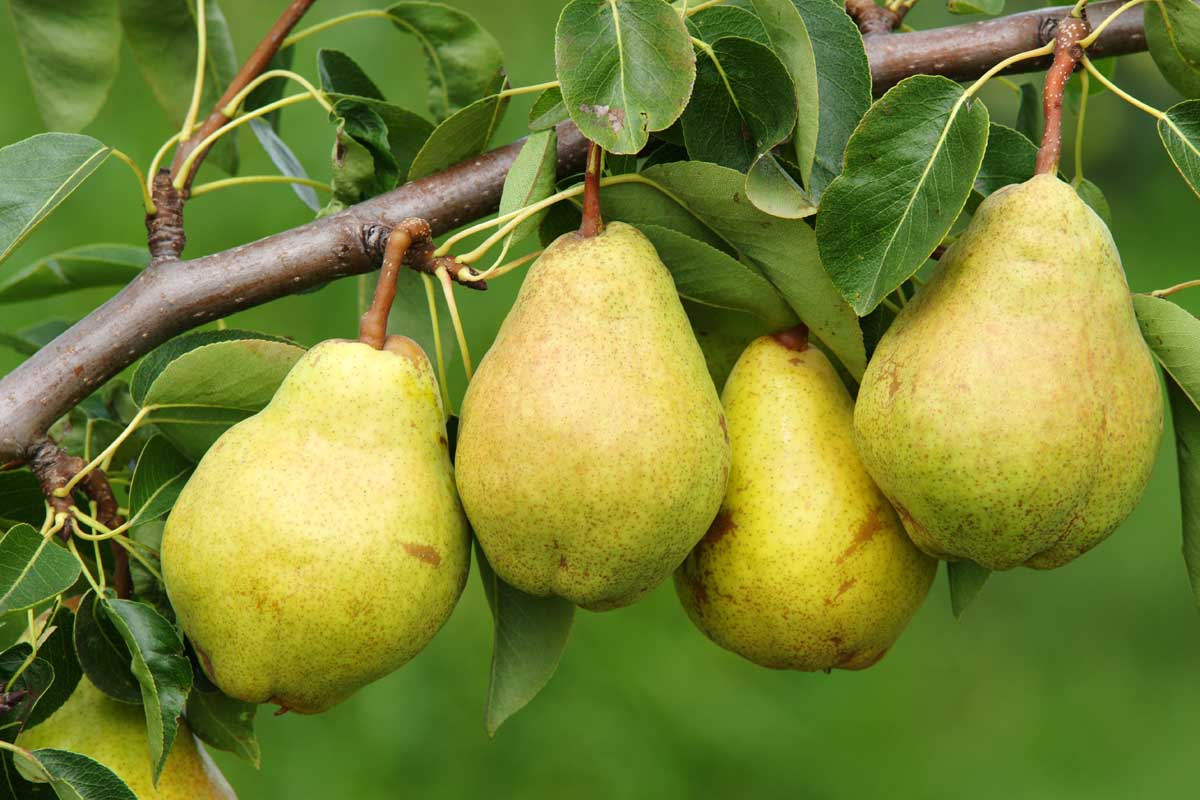 Pear (Pyrus communis) fruits hanging from a branch ready for harvest.