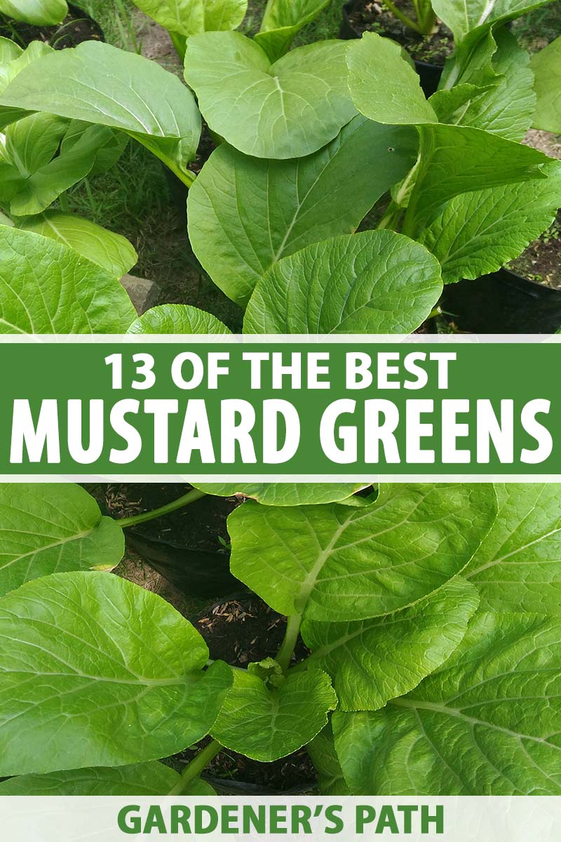 A close up vertical image of mature mustard greens growing in the garden. To the center and bottom of the frame is green and white printed text.