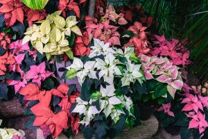 A close up horizontal image of a variety of different colored poinsettia plants growing in pots pictured on a soft focus background.