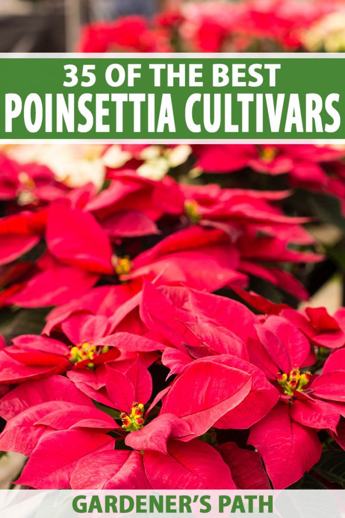 A close up vertical image of potted poinsettia plants with bright red bracts for sale at Christmas time. To the top and bottom of the frame is green and white printed text.
