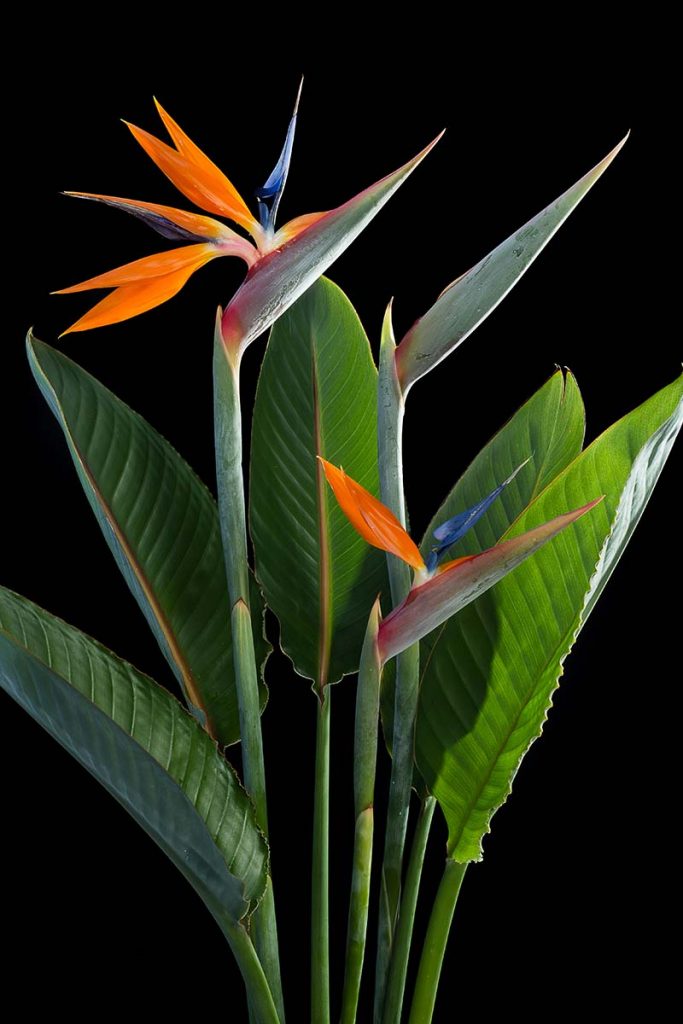 download free bird of paradise plant