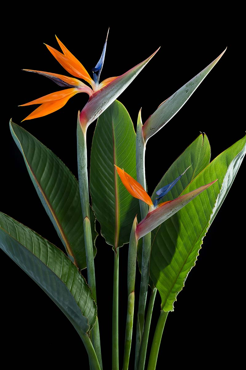A close up vertical image of Strelitzia reginae growing indoors pictured on a black background.